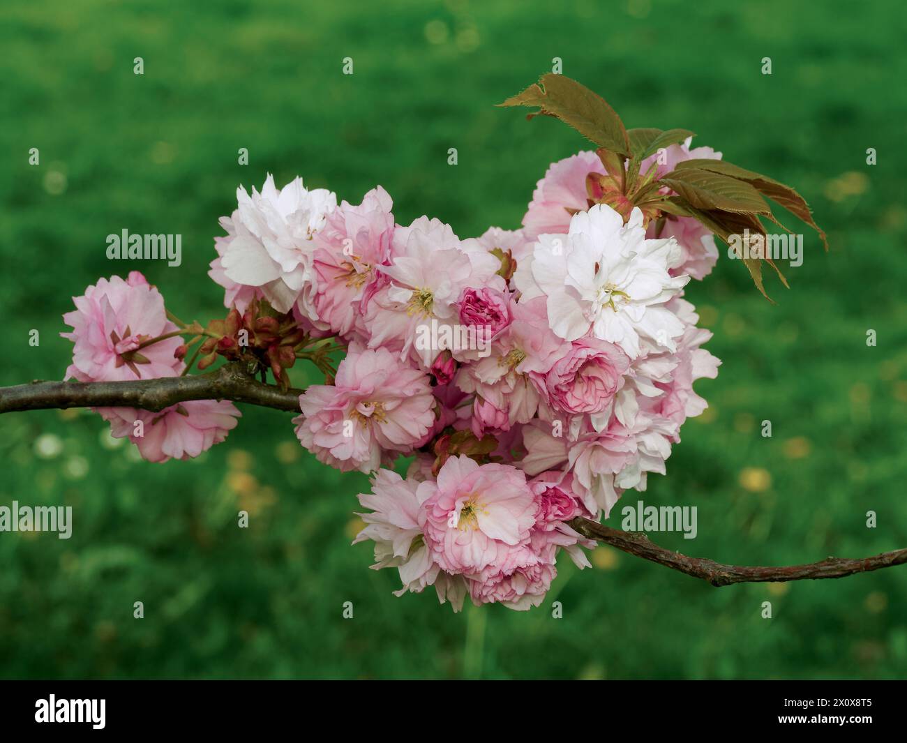 bouquet of JAPANESE CHERRY flowers on a branch in a natural environment, white and pink flowers close up Stock Photo