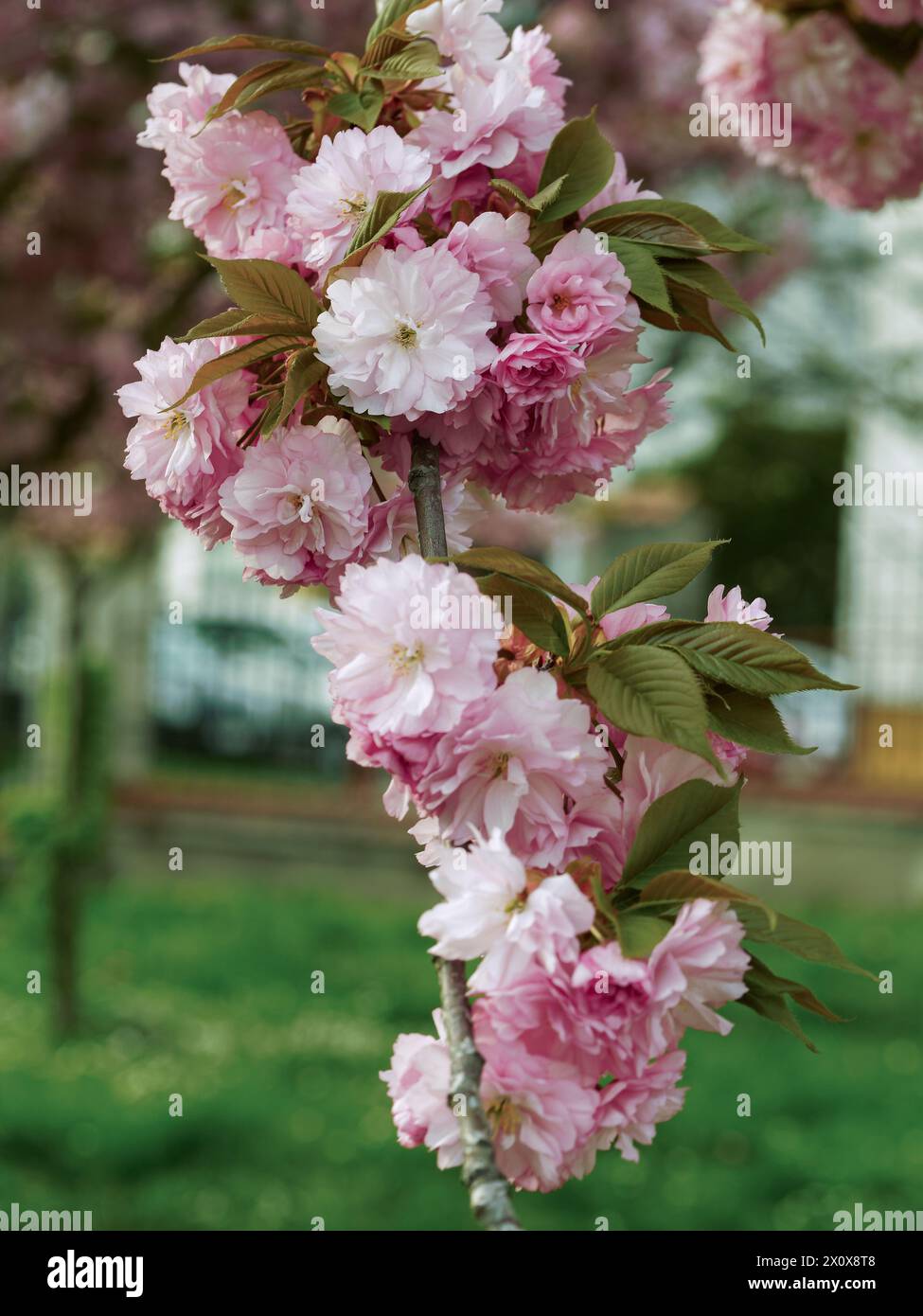 bouquet of JAPANESE CHERRY flowers on a branch in a natural environment, white and pink flowers close up Stock Photo