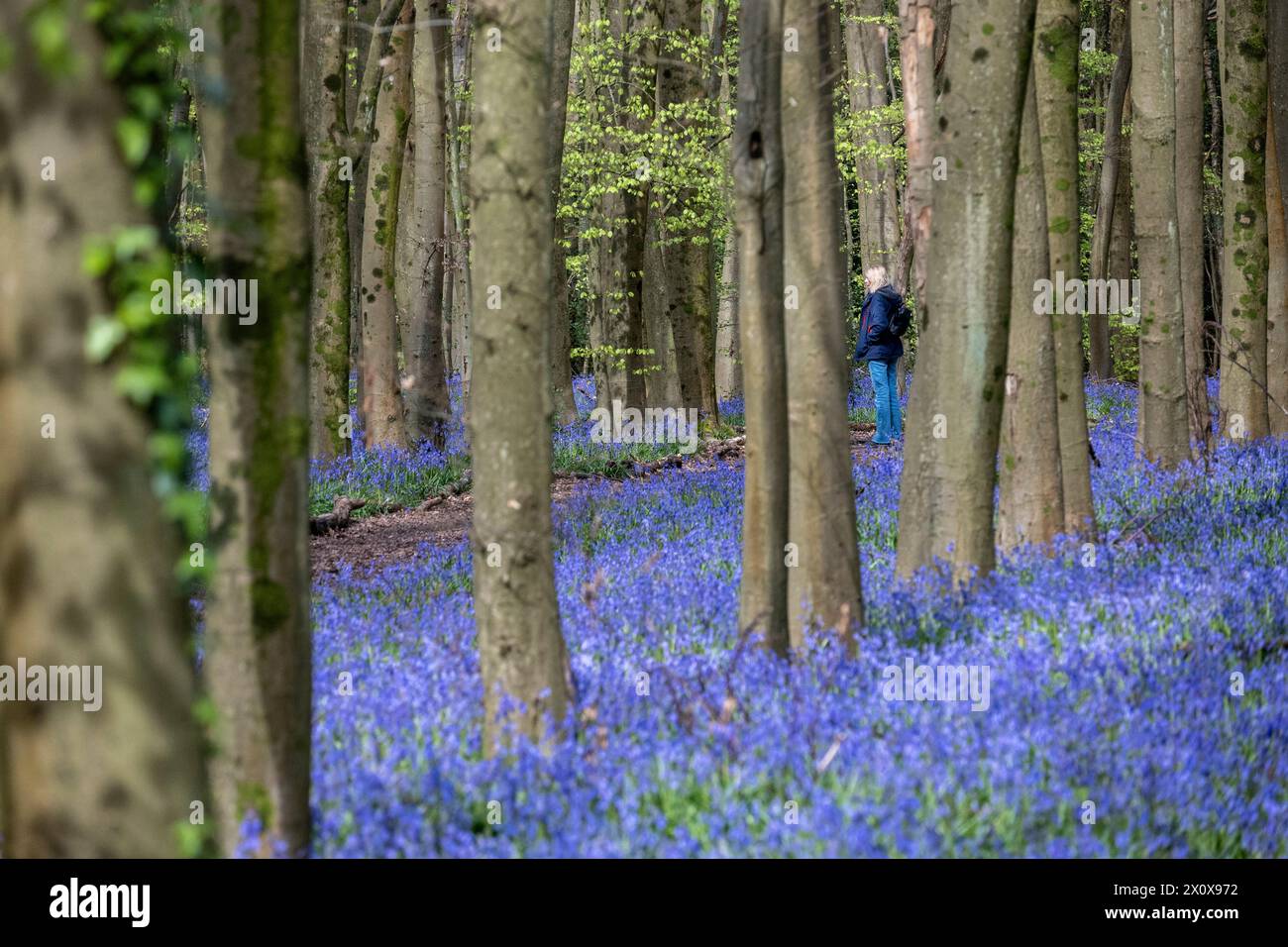 Chorleywood, UK. 14 April 2024. UK Weather A woman admires the native