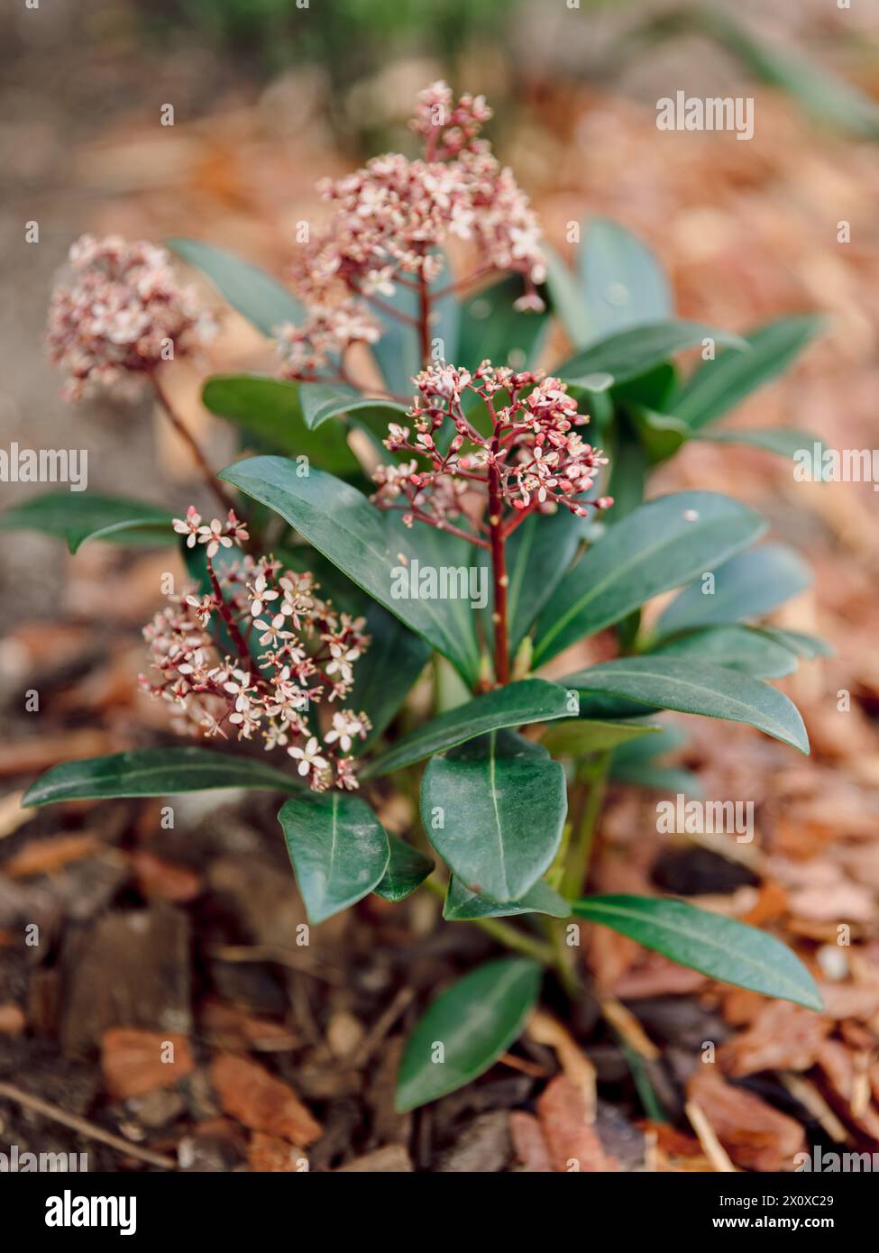 Blooming Skimmia japonica Rubella, close up view Stock Photo