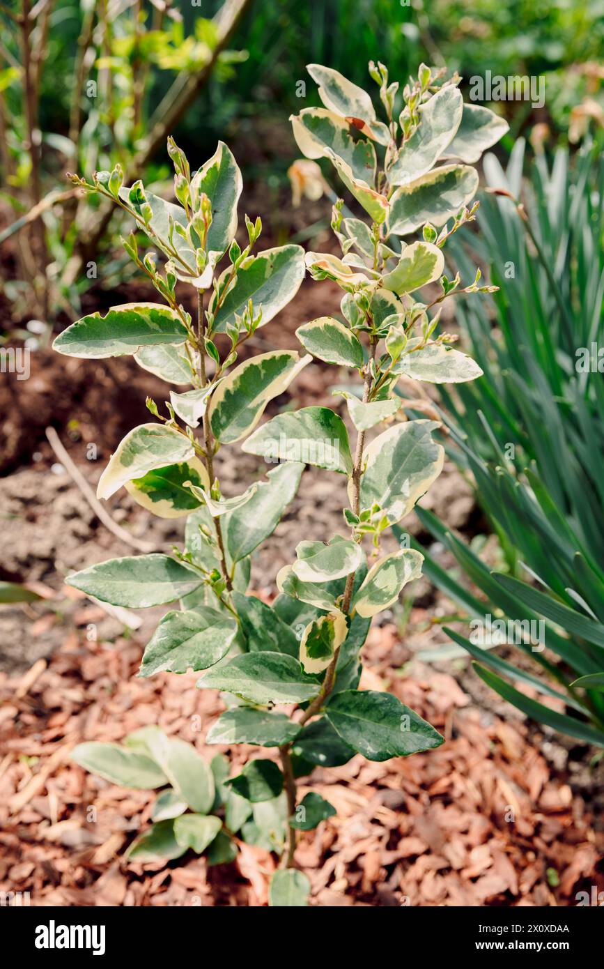 Ligustrum sinense Variegatum plant growing in sunny garden. Wax Leaf Privet Variegatum Stock Photo
