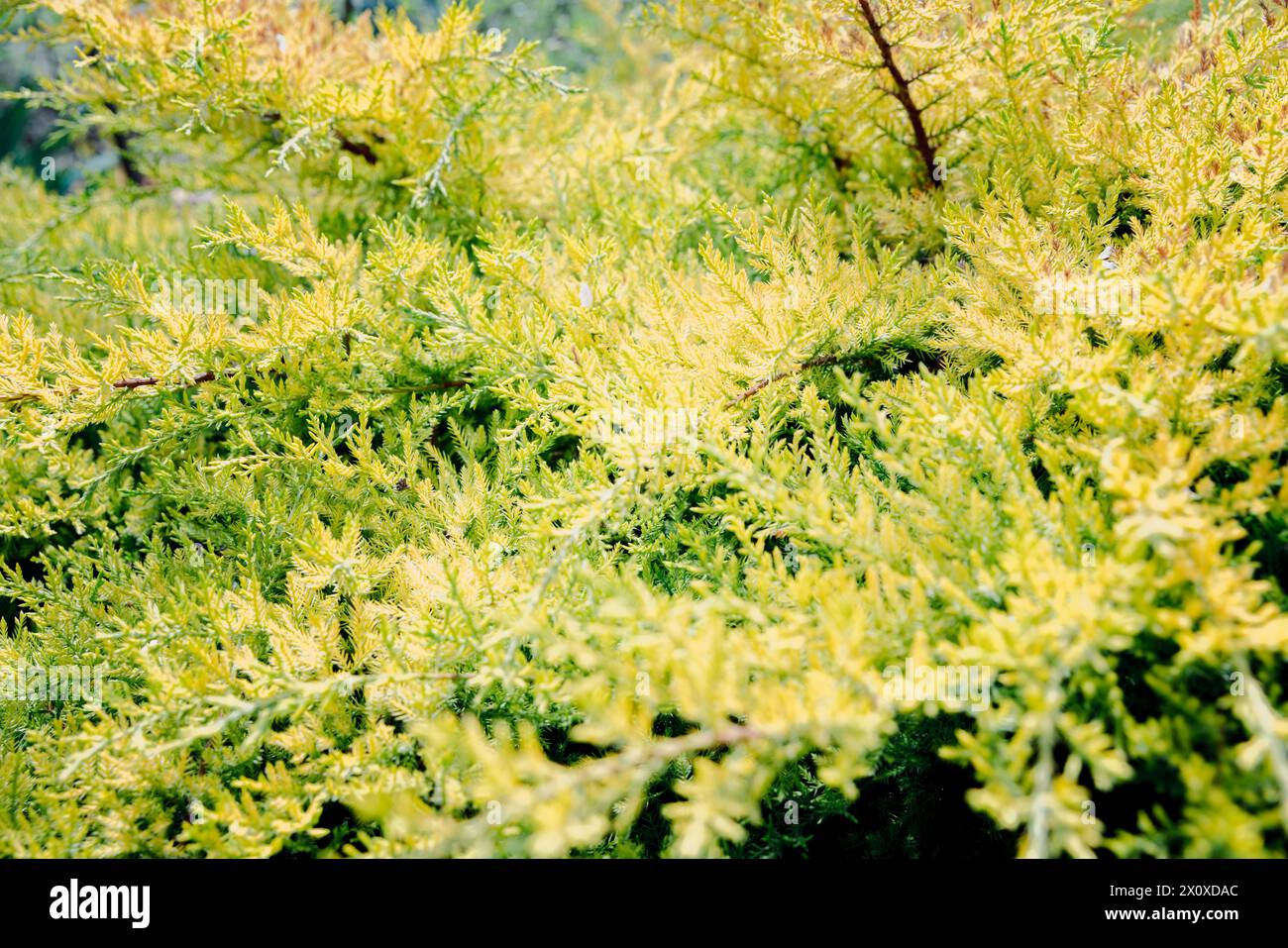 Juniper with signs of chlorosis Stock Photo