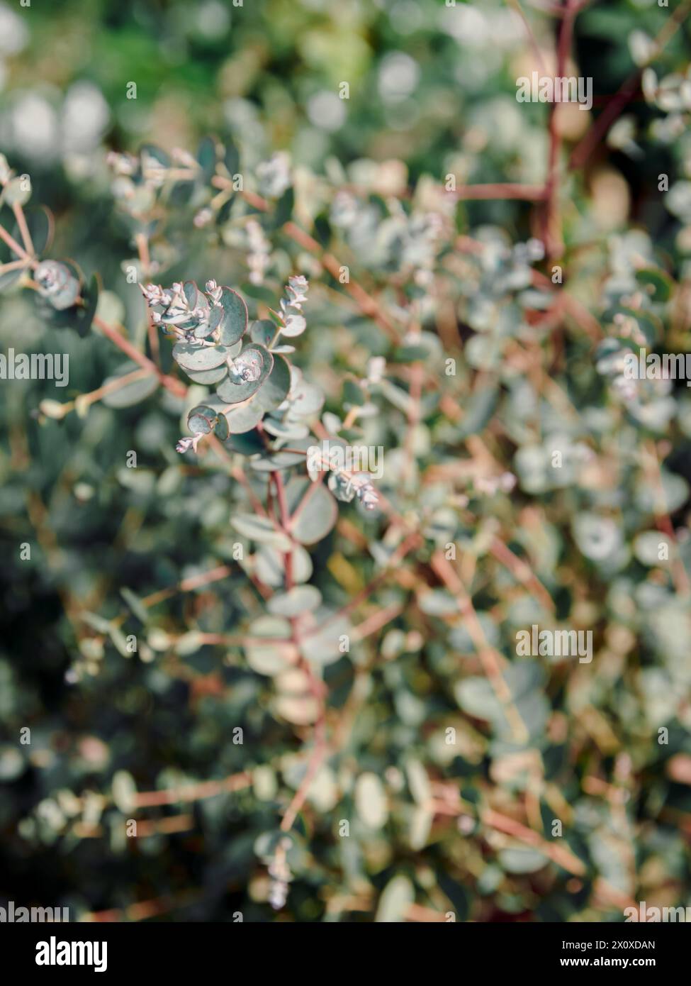 Eucalyptus gunnii azura, hardy plant Stock Photo