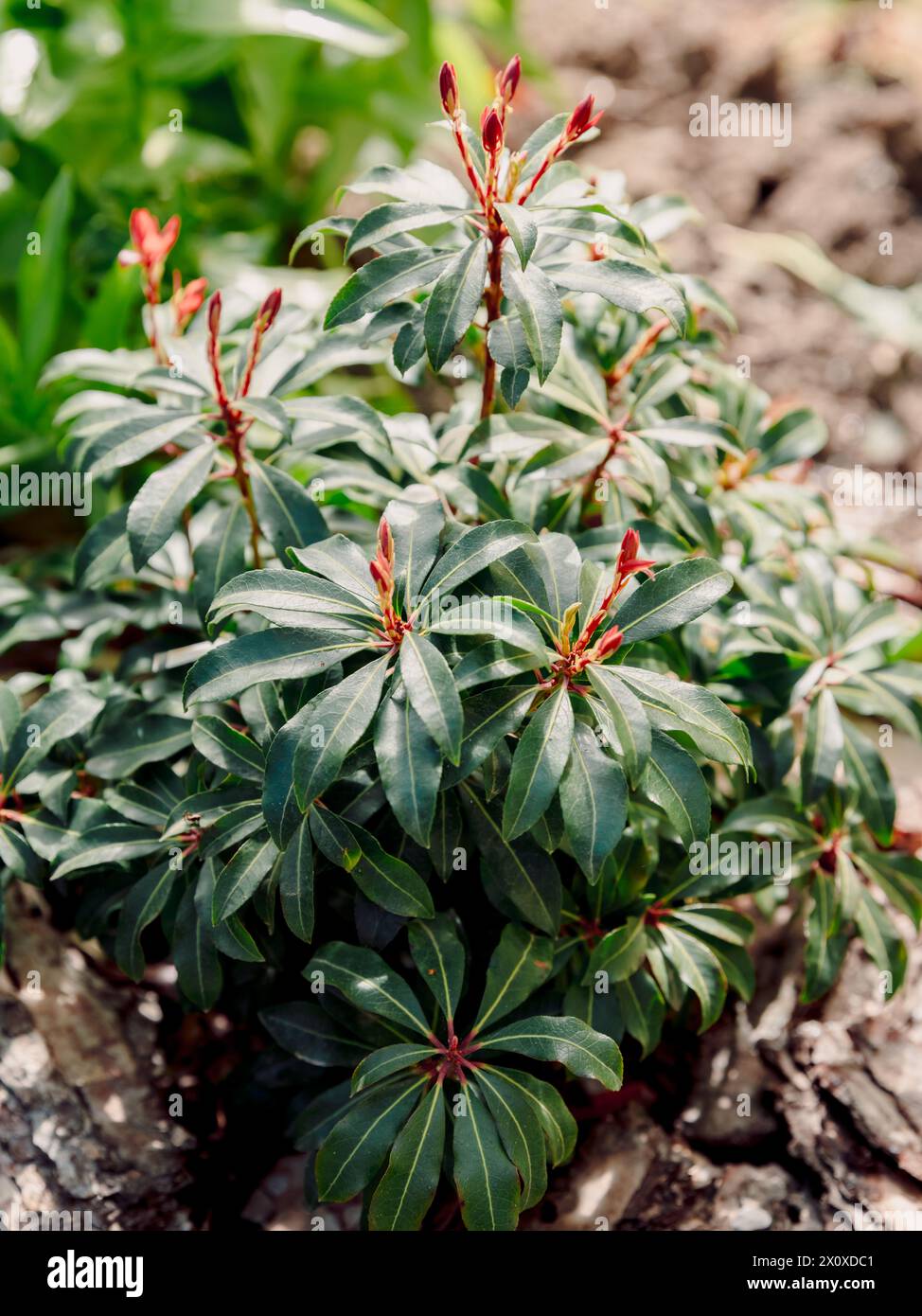 Pieris forest flame with sunlight, close up Stock Photo