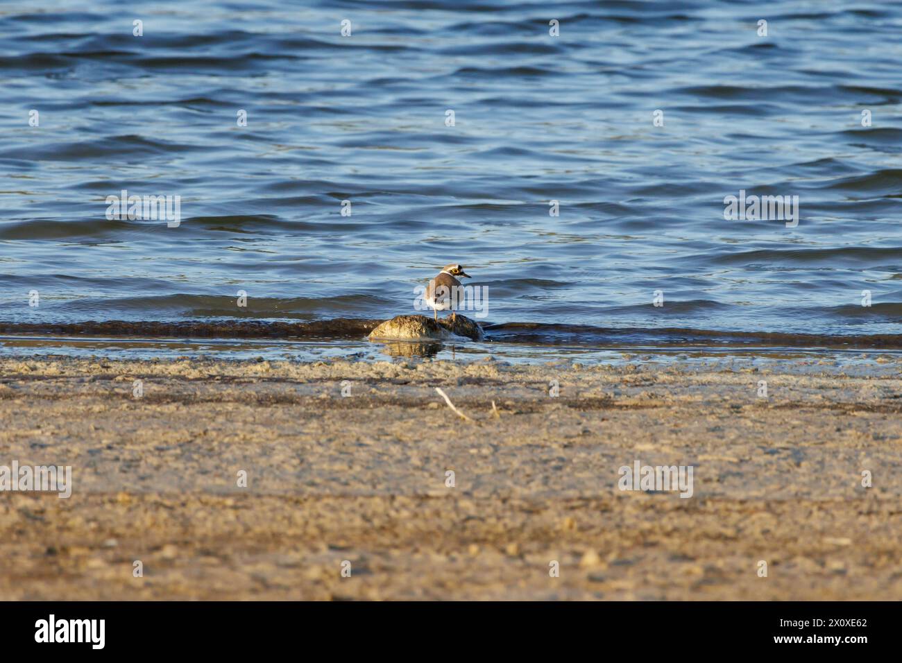 Little Ringed Plover (Charadrius dubius) searching for food on the shore of the Beniarres swamp, Spain Stock Photo