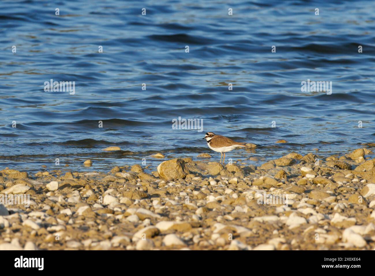 Little Ringed Plover (Charadrius dubius) searching for food on the shore of the Beniarres swamp, Spain Stock Photo
