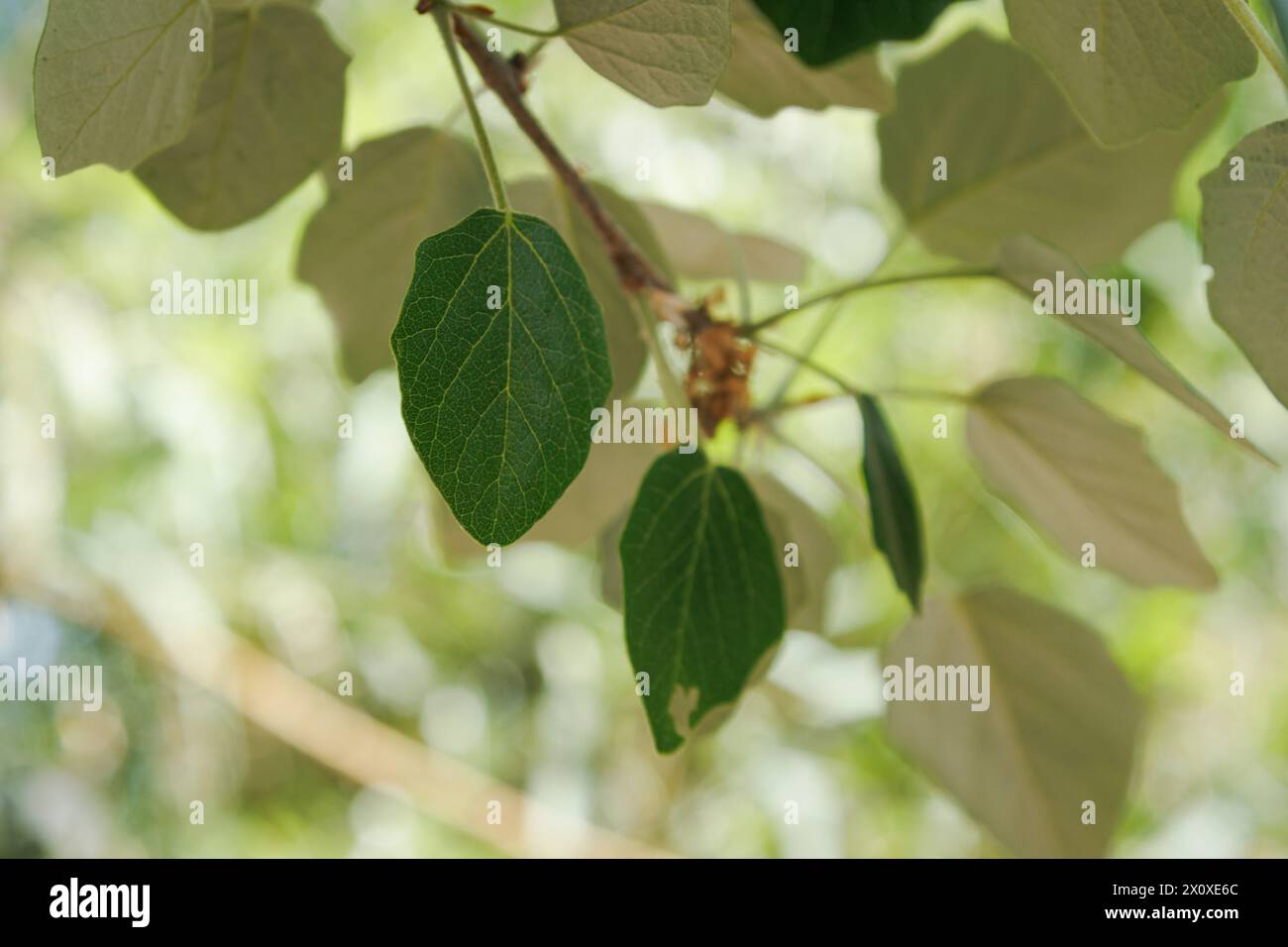 Leaves of white poplar (populus alba) providing shade during spring and summer, Spain Stock Photo
