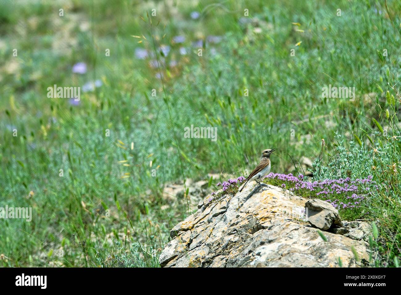 Steppe biome. Pied wheatear (Oenanthe pleschanka, female) mobbing on plot of dry steppe on stony steppe of mountains to sea. (Thymus tauricus) and gra Stock Photo