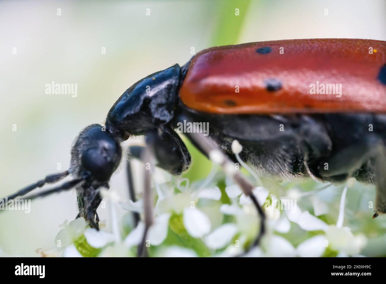 blister beetle (Mylabris variabilis, Meloidae) on the flowers of an umbrella plant. Crimea. Ultra Macro Stock Photo