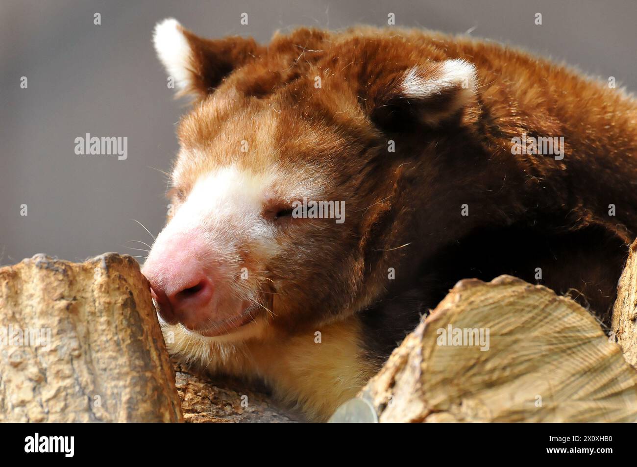 Kuszokenguru Hi res Stock Photography And Images Alamy kuszokenguru-hi-res-stock-photography-and-images-alamy