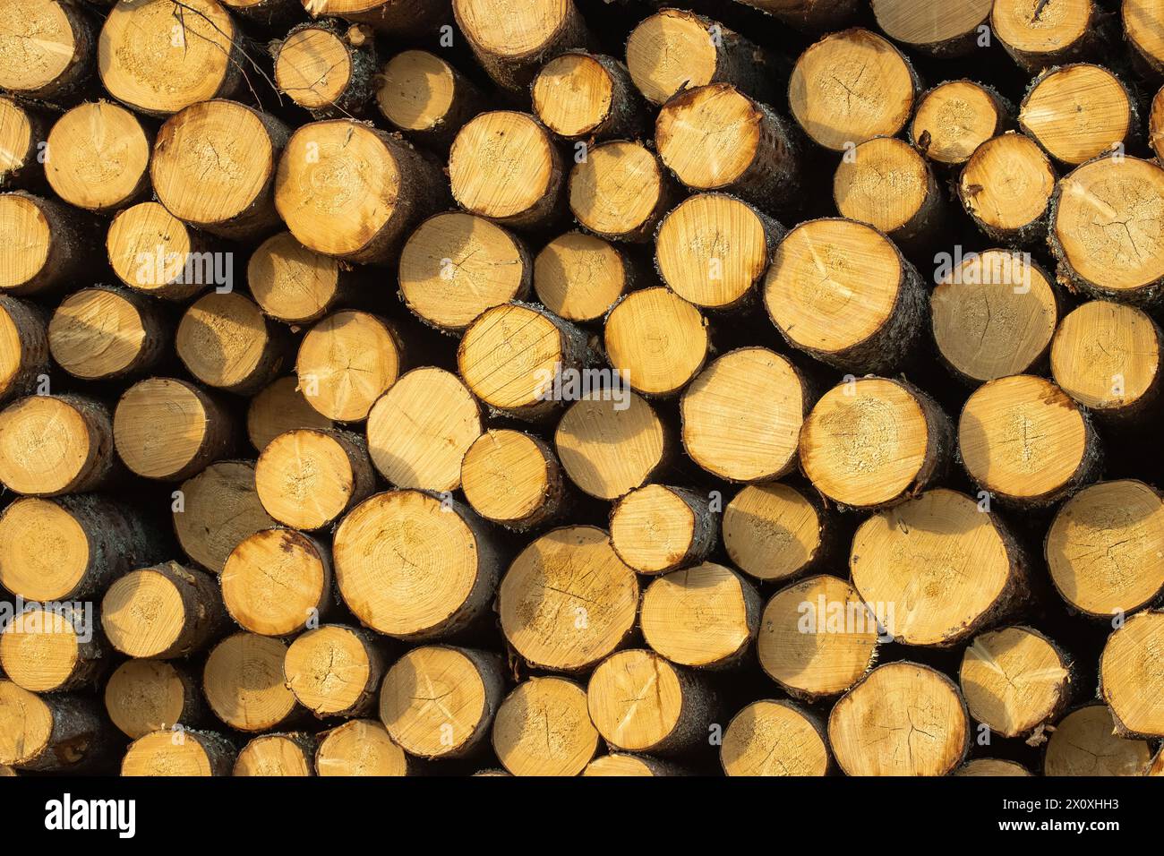 North Forestry. Stack of spruce logs (rickers, pole, roundwood (small)) Stock Photo