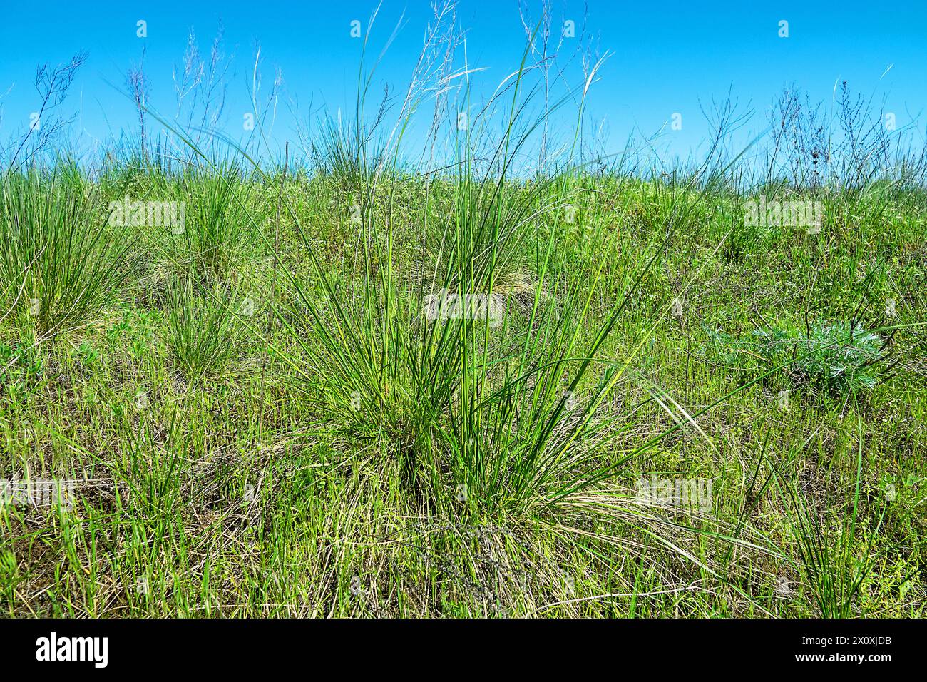 Vegetated dune. Valley of the Don River, spring temperate grassland, fescue-forb steppe. Feather-grass (Stipa sp.) beginning of flowering. Southern Ru Stock Photo