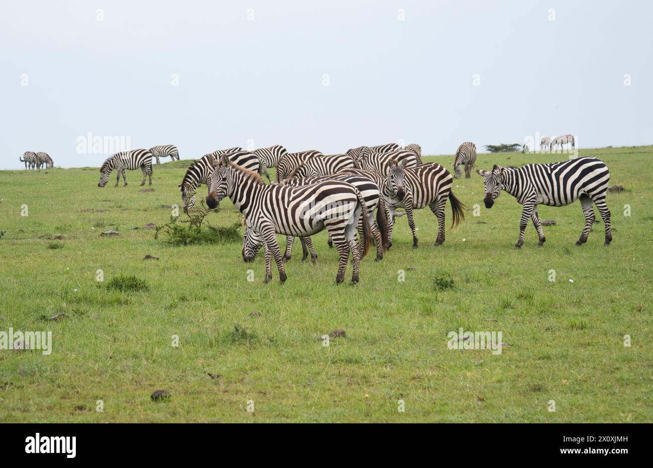 African savannah rain hi-res stock photography and images - Alamy