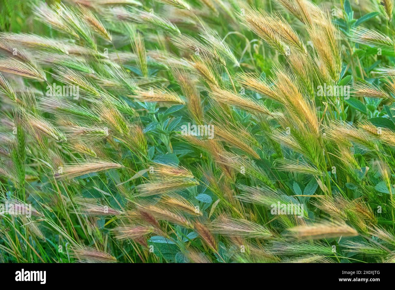 Wheatgrass (Agropyron cimmericum) in Crimea steppe, vegetated dune of Azov Sea. Stock Photo