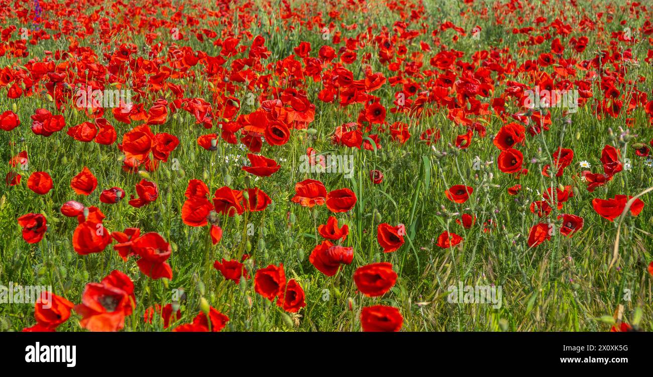 Red field. Vast fields of blooming poppies on the northern coast of the Black Sea, in the spring steppe. Copper rose (Papaver rhoeas) Stock Photo