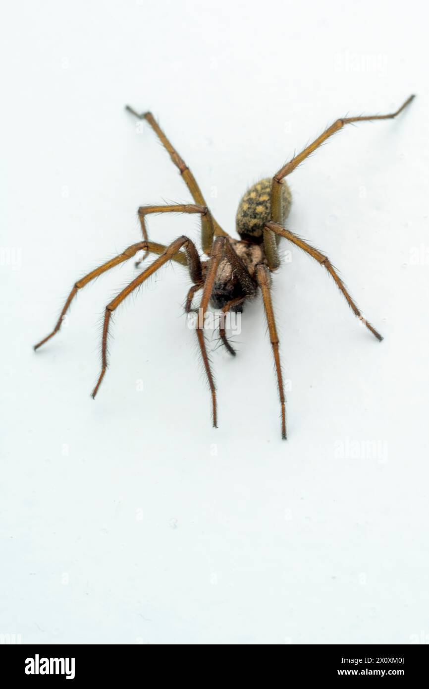 Eratigena duellica, the giant house spider, is a species of funnel