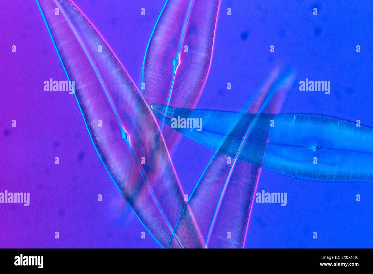 Diatoms, Pleurosigma angulatum, 200X Stock Photo