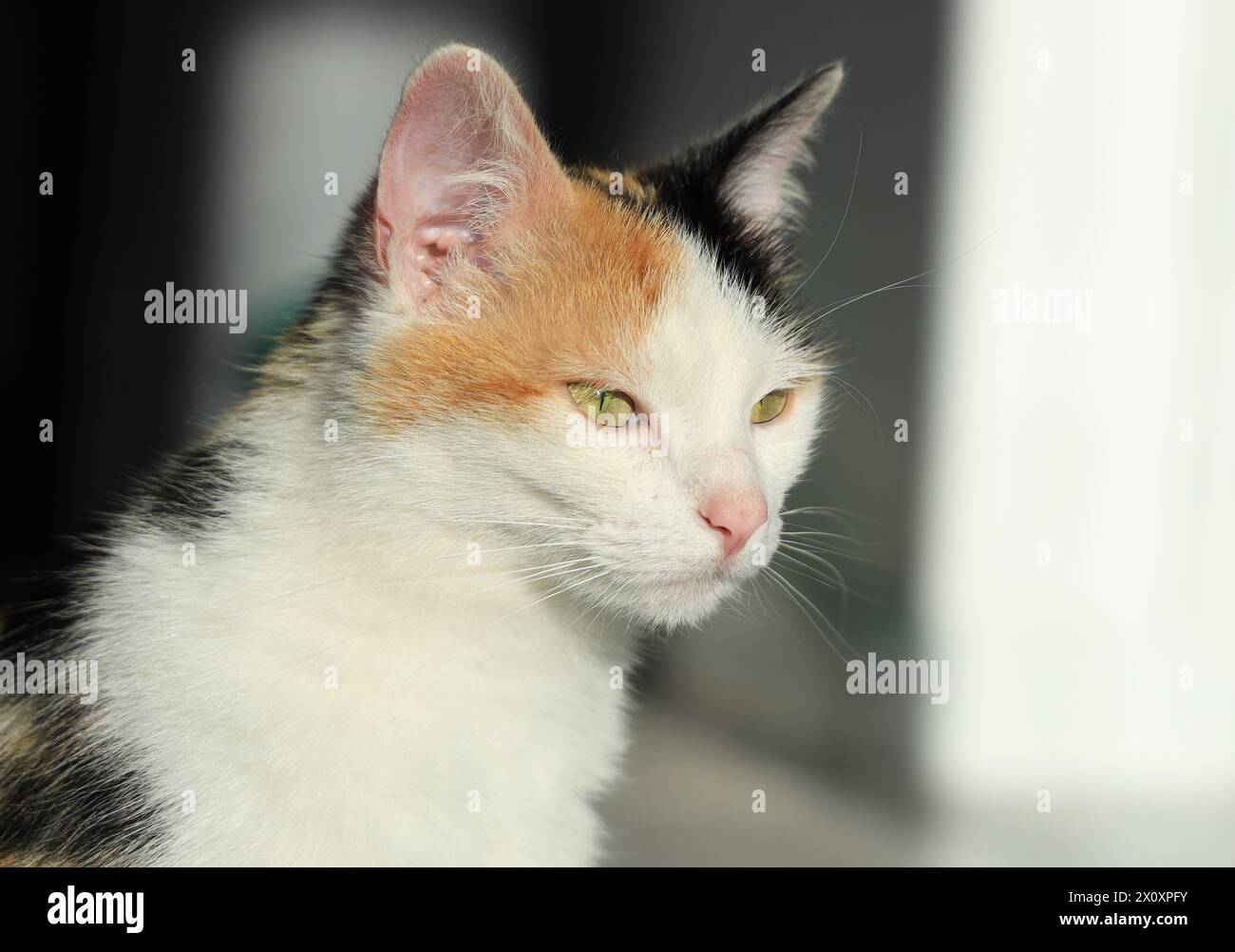 Calico cat in black and white hi-res stock photography and images - Alamy