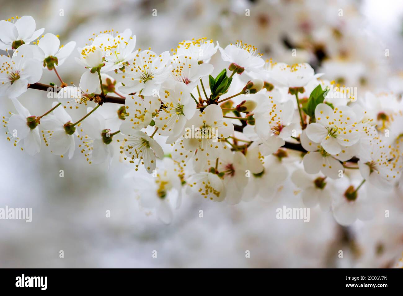 Branches of an apple tree with apple blossoms on a white background with bokeh. Spring pattern, magical composition, panoramic view, selective focus Stock Photo