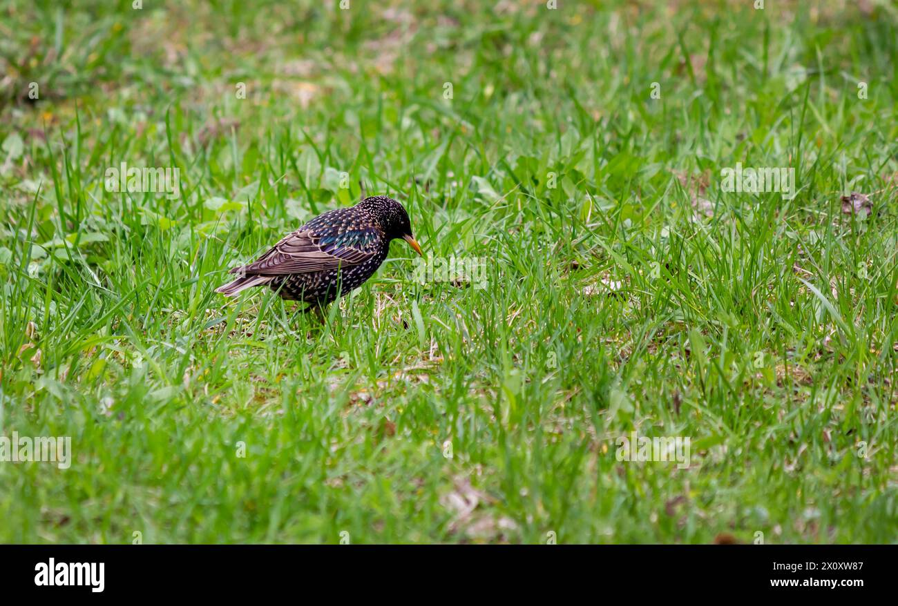 Common starling - adult bird in spring on green grass Stock Photo