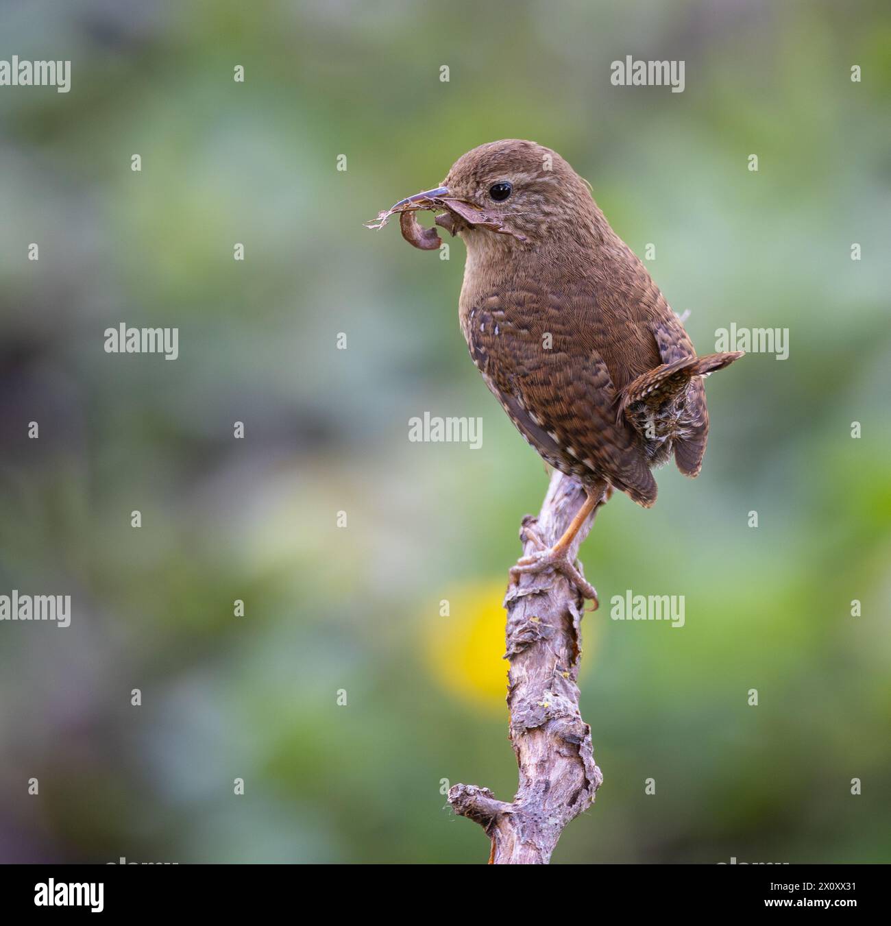 Wren Bridge Spring Wren, very small and spectacular bird making its nest in the spring ...
