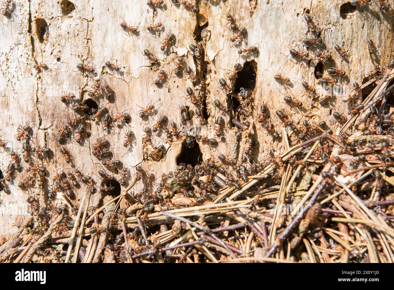 This vivid stock image provides a close-up look at red wood ants, Formica rufa, busily tending to their nest within the crevices of a dead tree, bathe Stock Photo