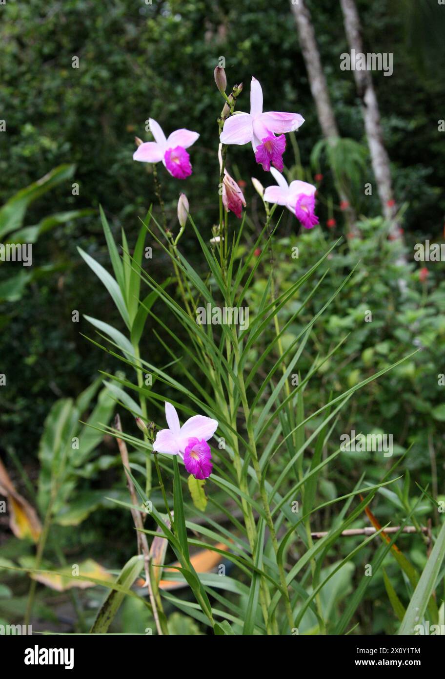 Bamboo Orchid, Arundina graminifolia, Orchidaceae. Tortuguera, Costa Rica. Stock Photo