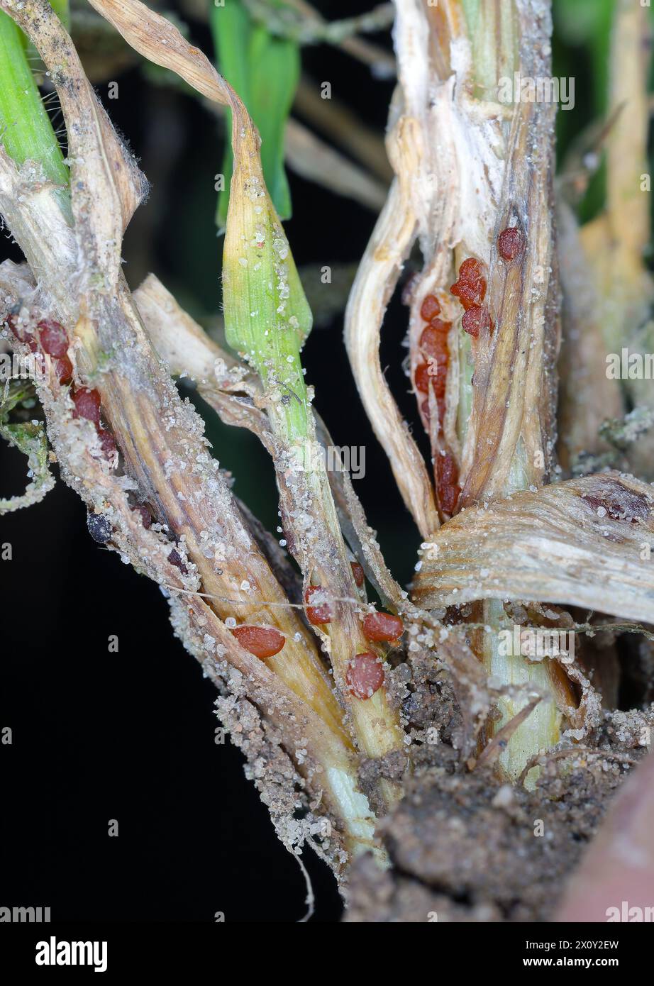 Symptoms of Typhula blight (commonly called gray snow mold or speckled ...