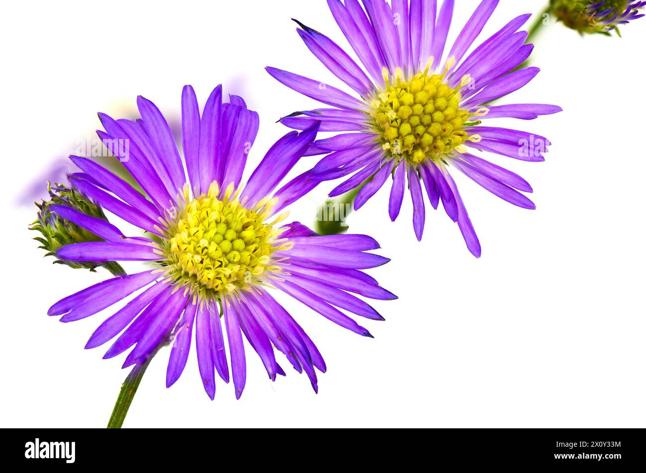 A focus stacked image of two michaelmas daisies (aster monch) against a white background Stock Photo