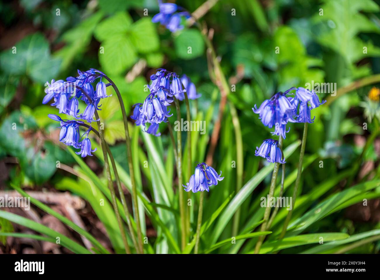 Spring bluebells. Stock Photo