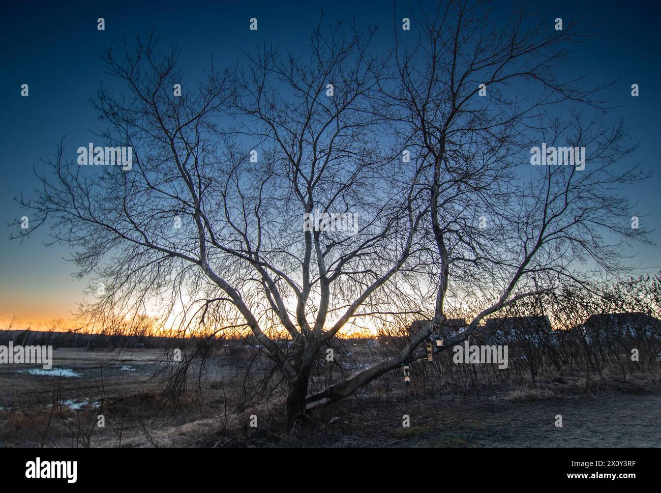 Tree in backyard during sunrise Stock Photo - Alamy