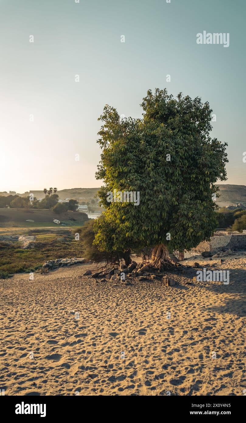 Lonely tree in egypt hi-res stock photography and images - Alamy