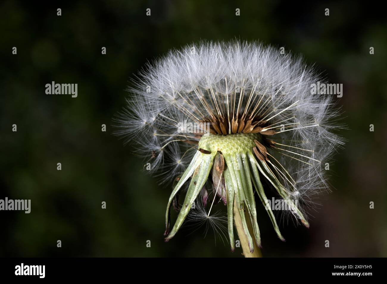 Dandelion Clock Seed Head Wind Dispersal Stock Photo