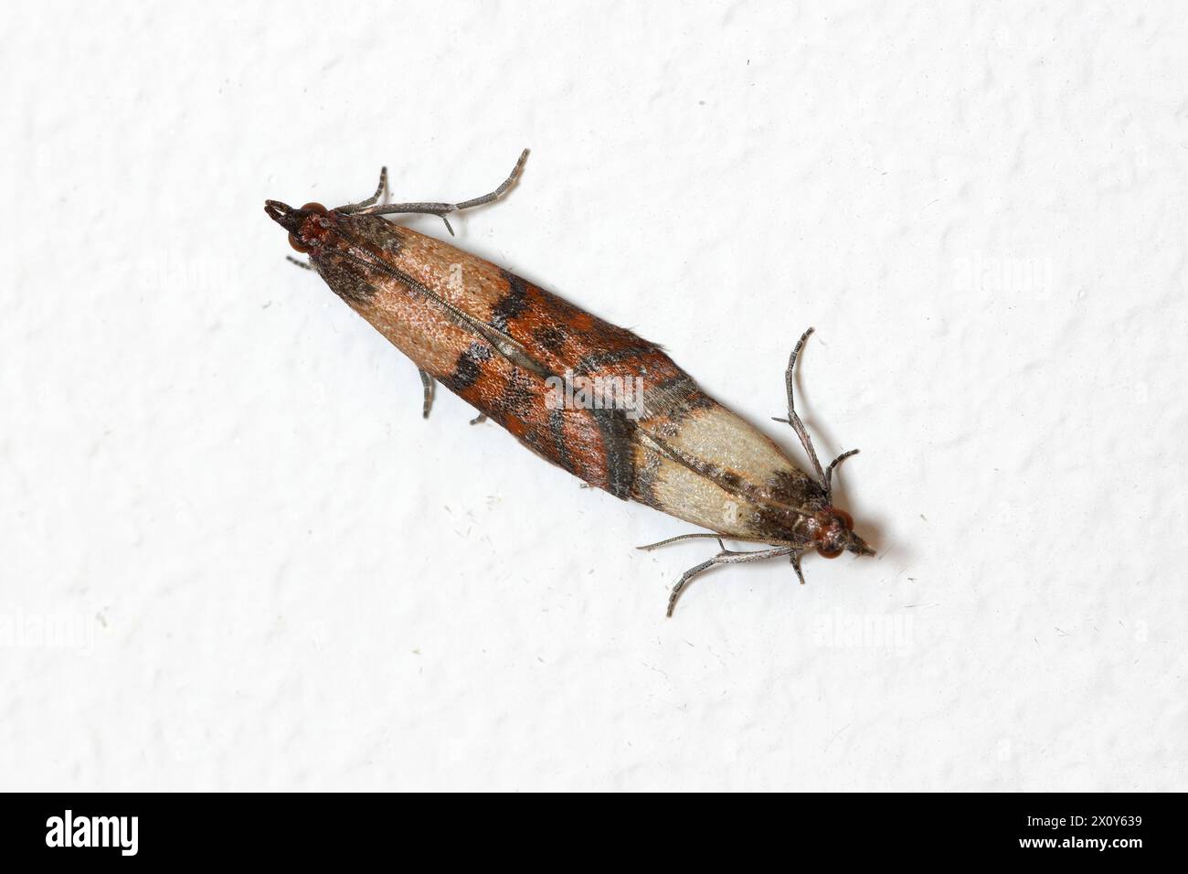 Indian meal moth or mealmoth (Plodia interpunctella) moth of storage pest on the wall at home. Stock Photo