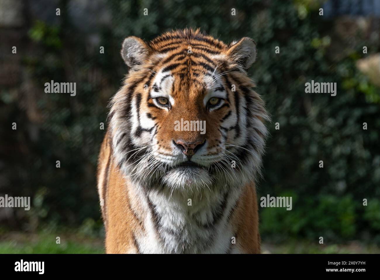 Face of a tiger Stock Photo