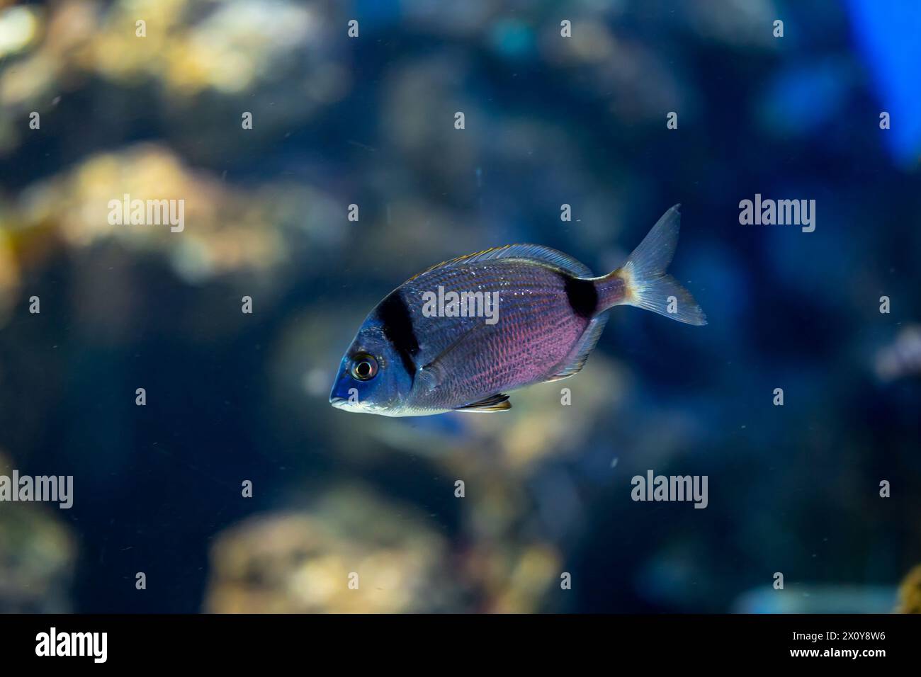Electric blue fish with intricate fins swimming gracefully in an aquarium Stock Photo