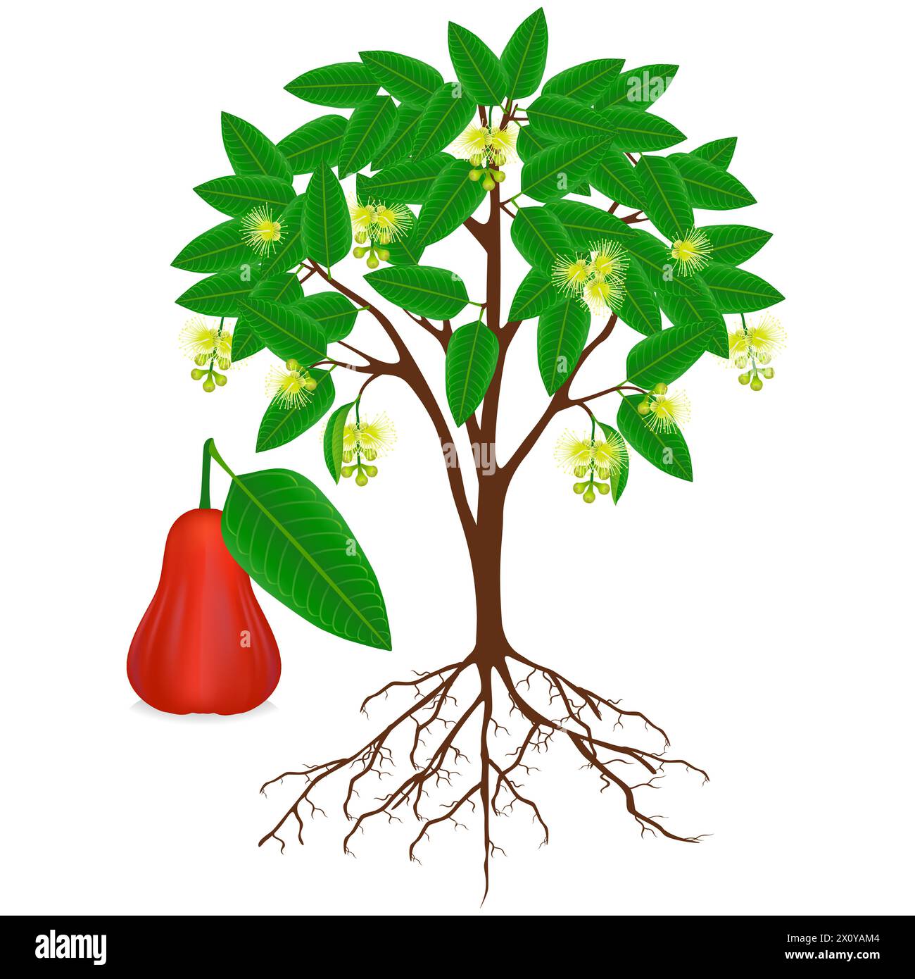 Syzygium jambos or rose apple plant with fruit and flowers. Stock Vector
