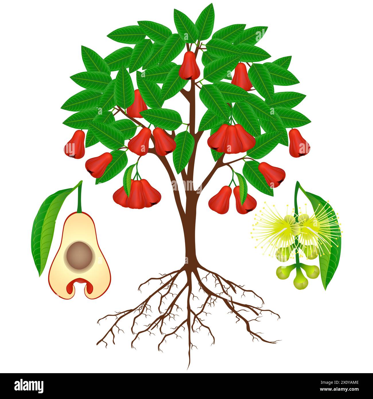 Rose apple plant with fruits and flowers on white. Stock Vector