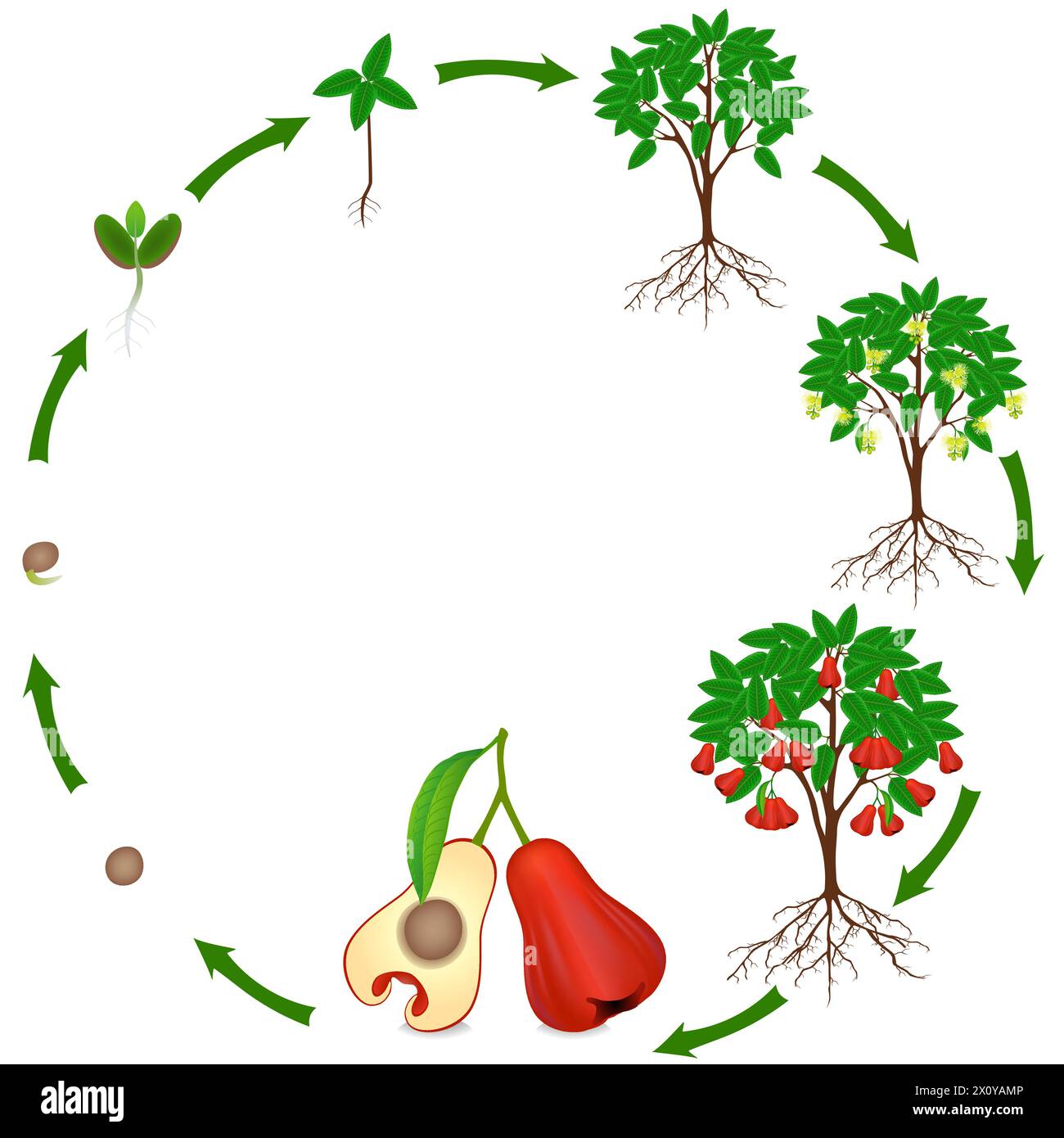 Life cycle of rose apple plant on a white background. Stock Vector