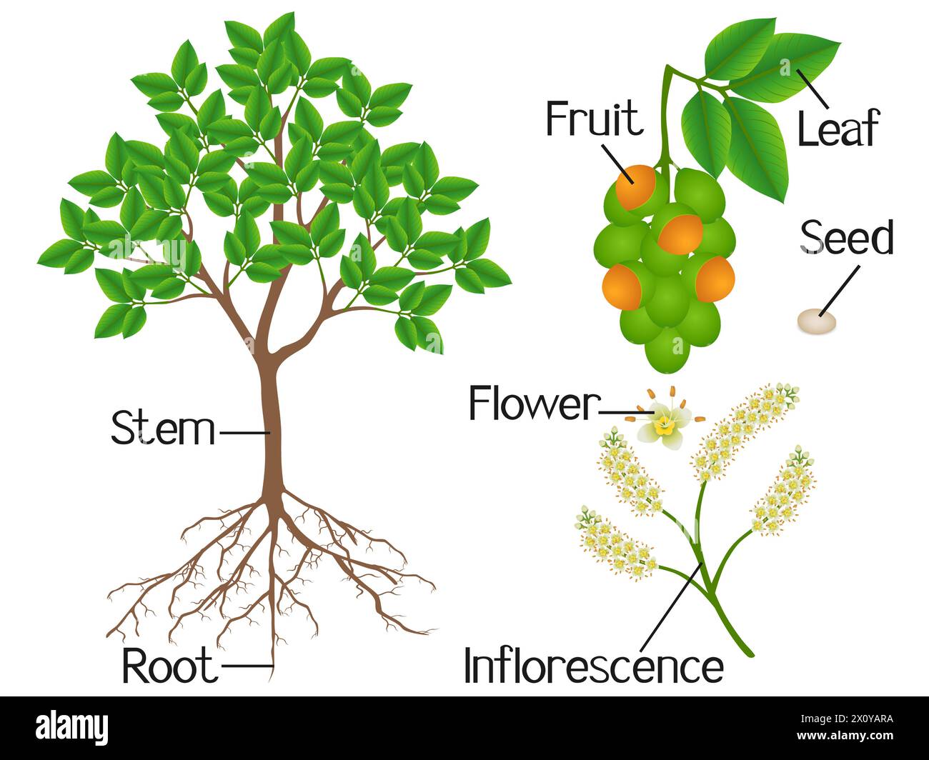 Parts of melicoccus bijugatus spanish lime or ginepa, mamoncillo tree ...