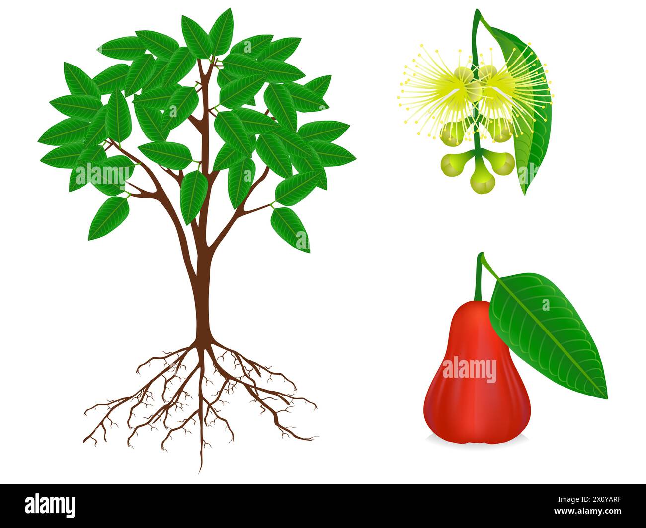 Parts of syzygium jambos tree on a white background. Stock Vector