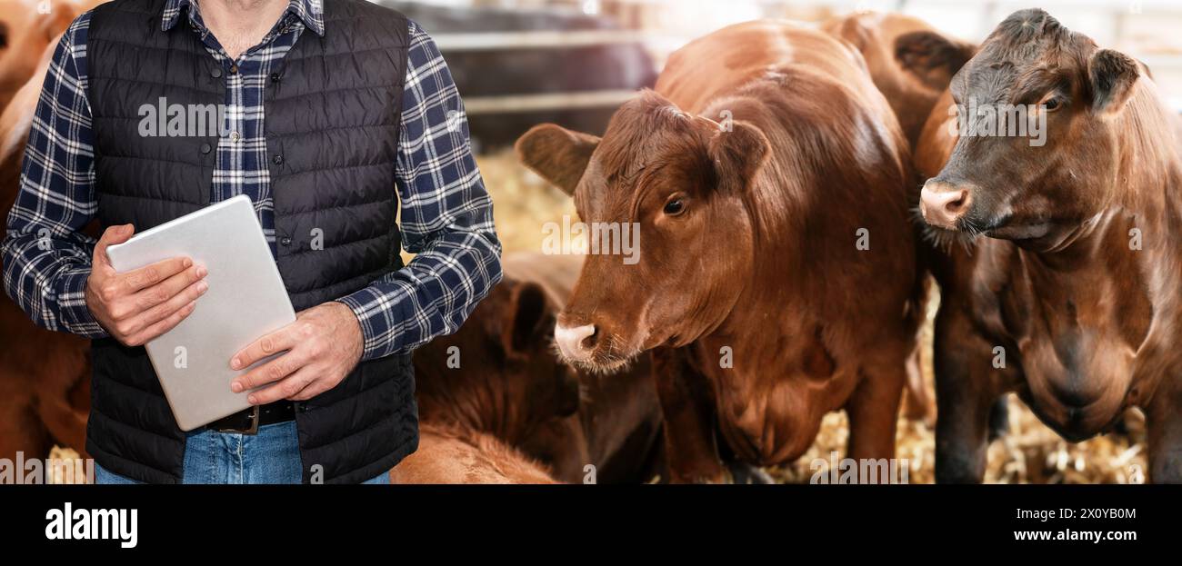 Cows look at a farmer on a livestock farm. Farmer with digital tablet in front of cows. Stock Photo