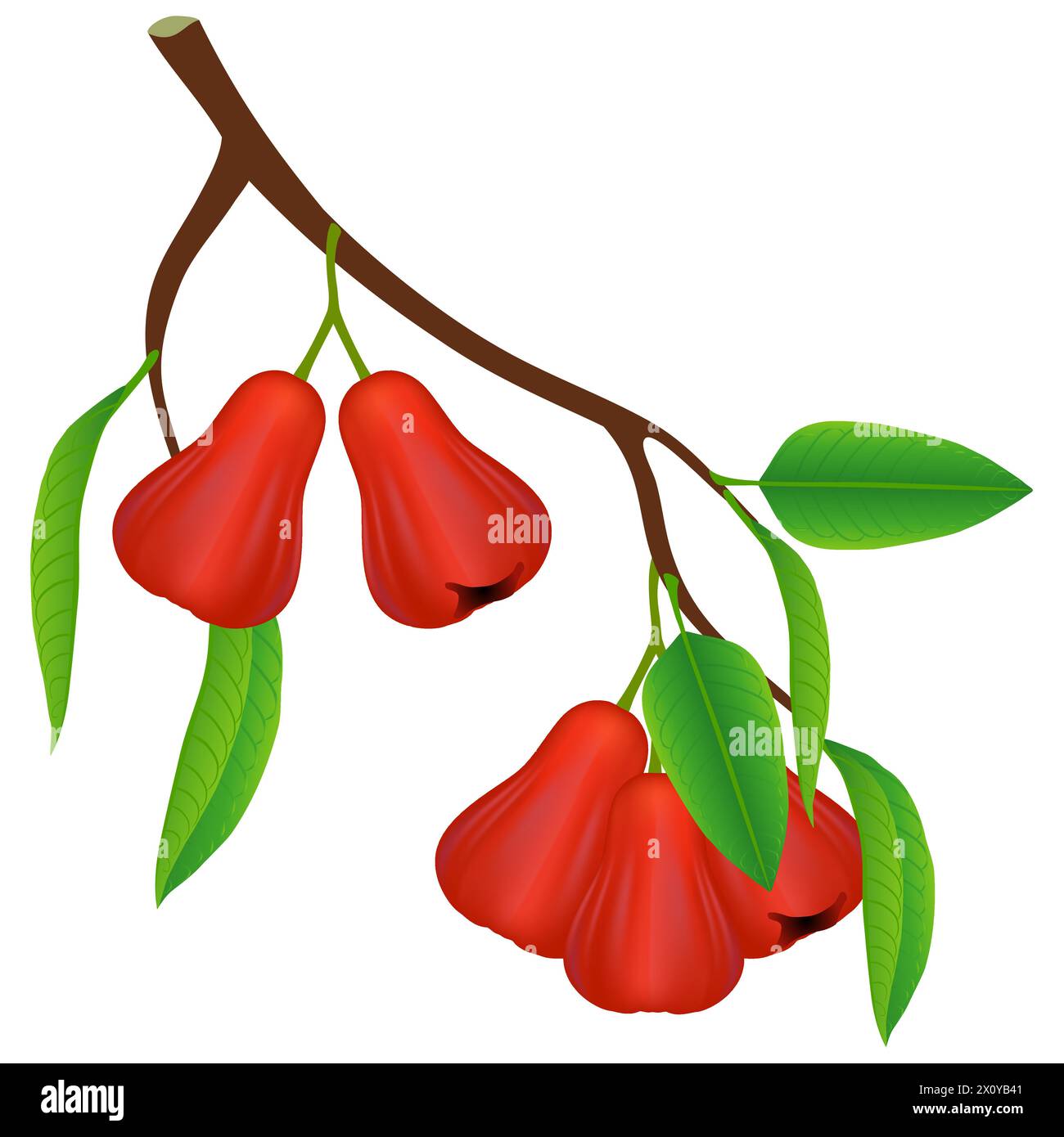 A branch with rose apples and leaves on a white background. Stock Vector