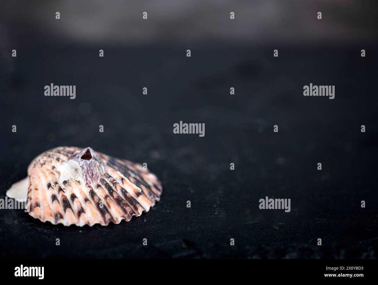 dark slate with space text with shellfish Stock Photo