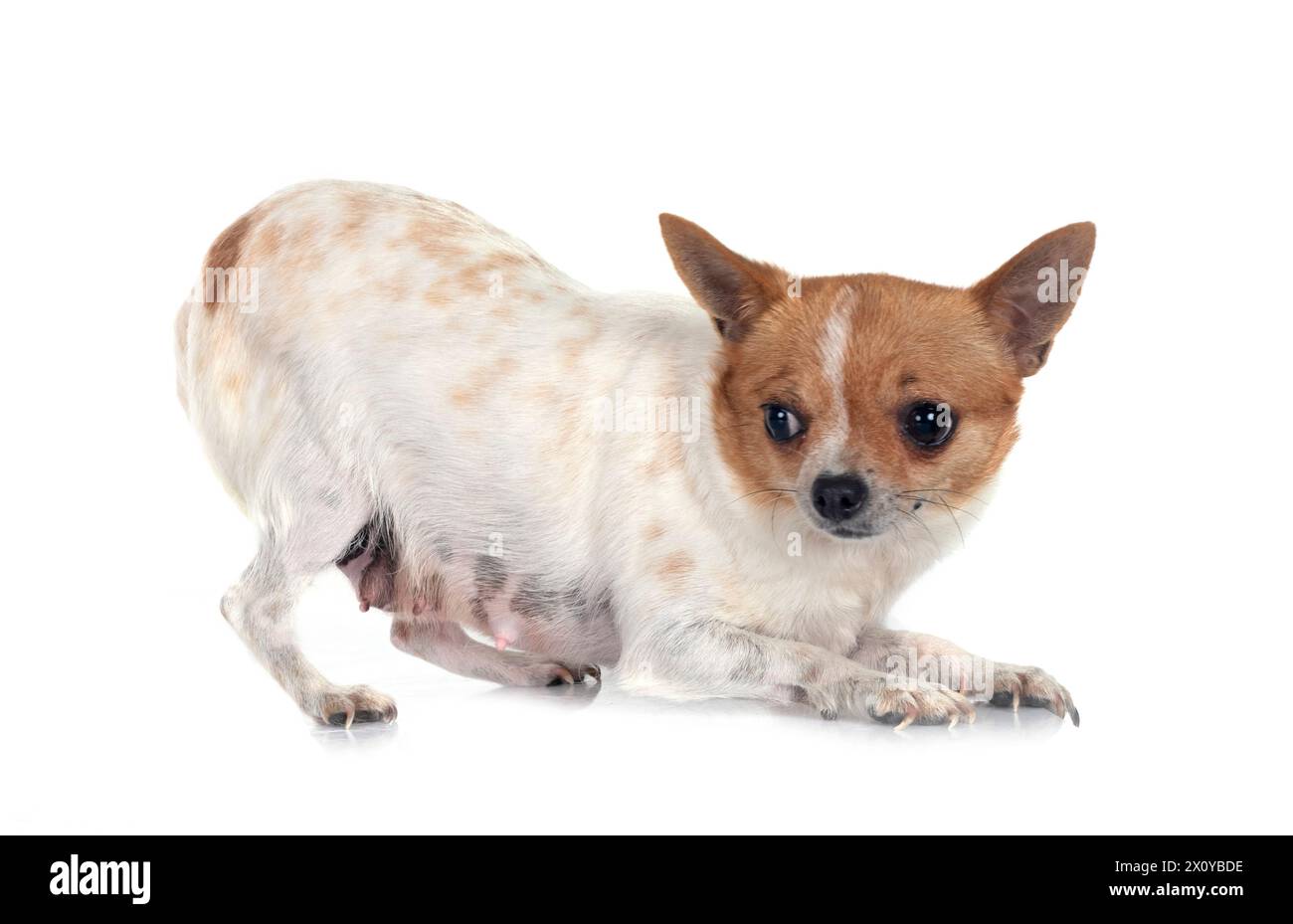 little chihuahua in front of white background Stock Photo