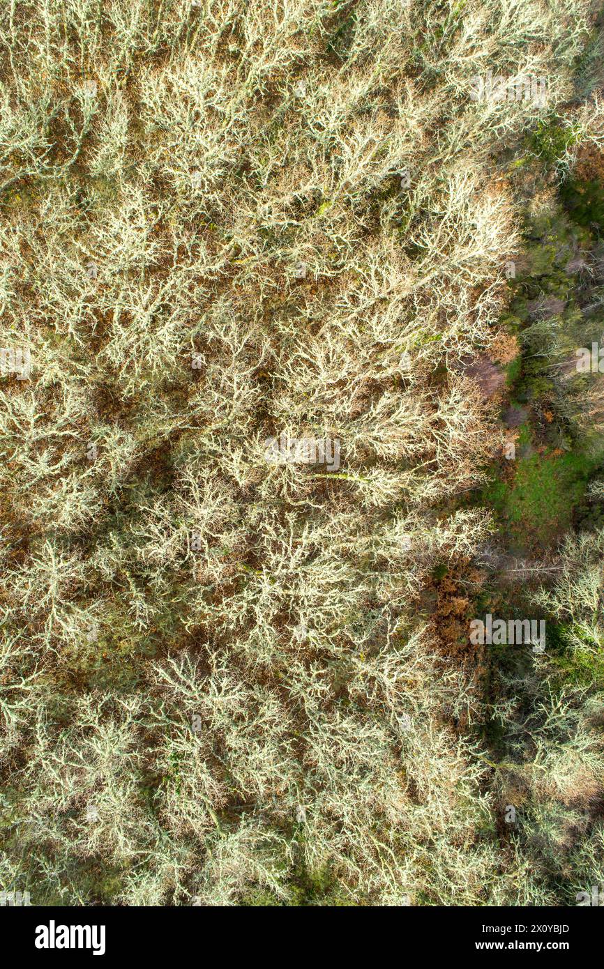 Aerial view of green treetops hi-res stock photography and images - Alamy