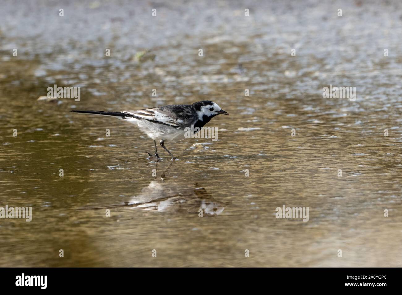 Walking through a puddle hi-res stock photography and images - Alamy