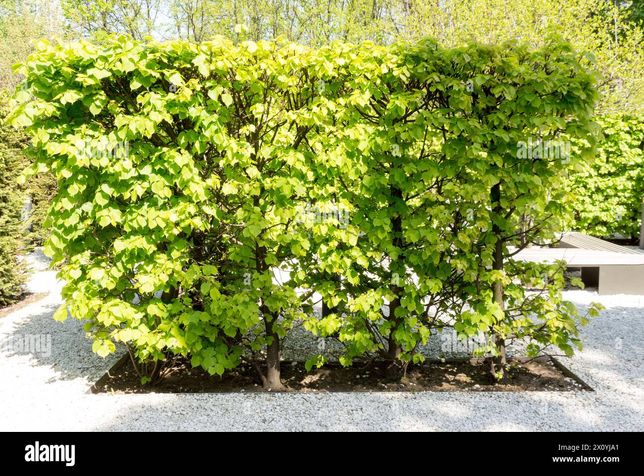 Linden trees hedge in the garden, landscape design fragment. sunny day, outdoor. spring view. Stock Photo