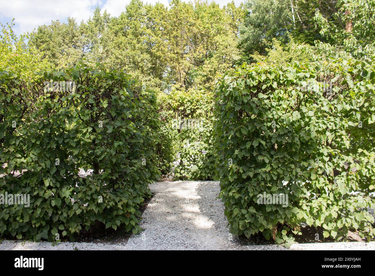 Linden trees hedge in the garden, landscape design fragment. sunny day, outdoor. summer view. Stock Photo