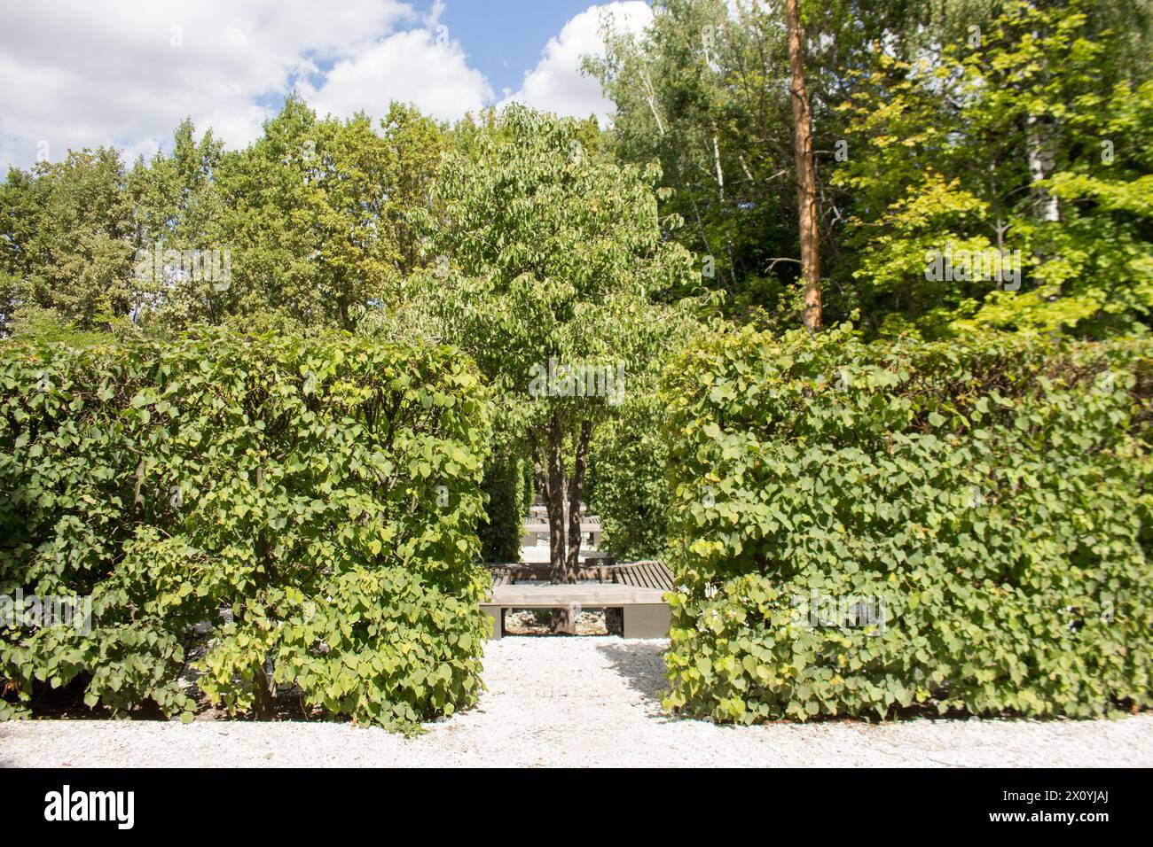 Linden trees hedge in the garden, landscape design fragment. sunny day, outdoor. summer view. Stock Photo